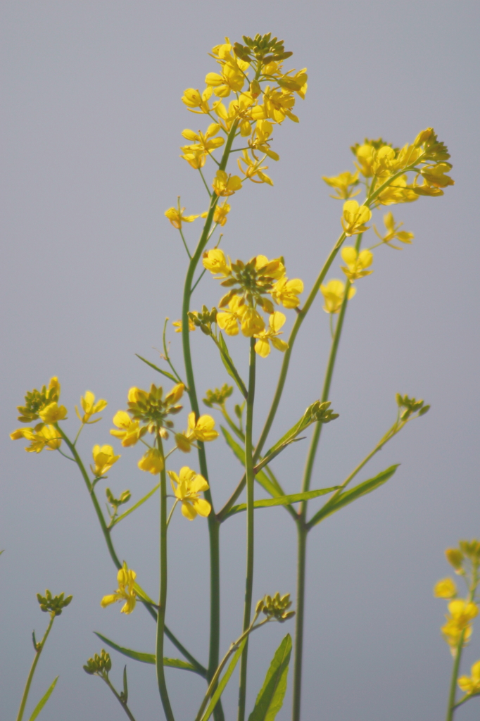 菜の花