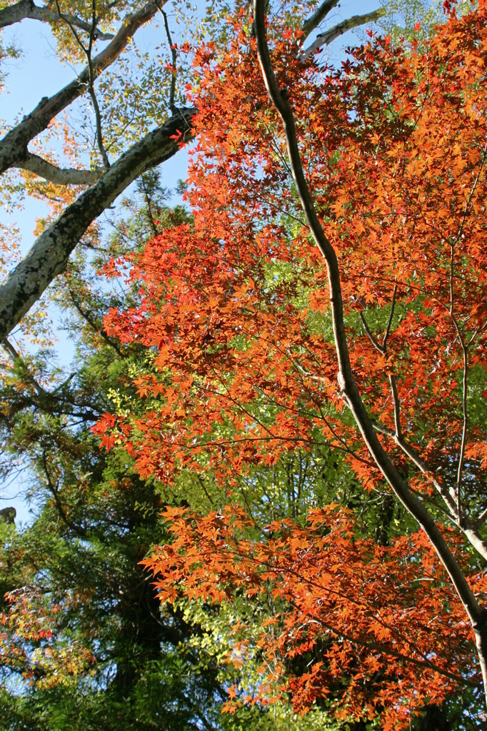 紅葉