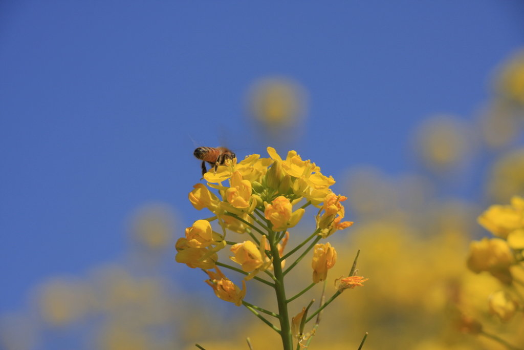 蜂と菜の花
