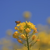 蜂と菜の花