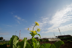 小春日和に