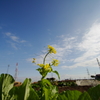 小春日和に