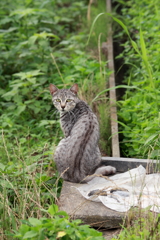 草むらのネコ