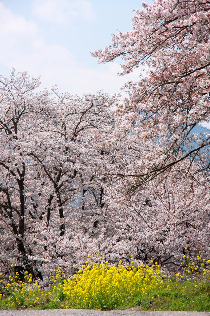 桜と菜の花