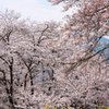 桜と菜の花