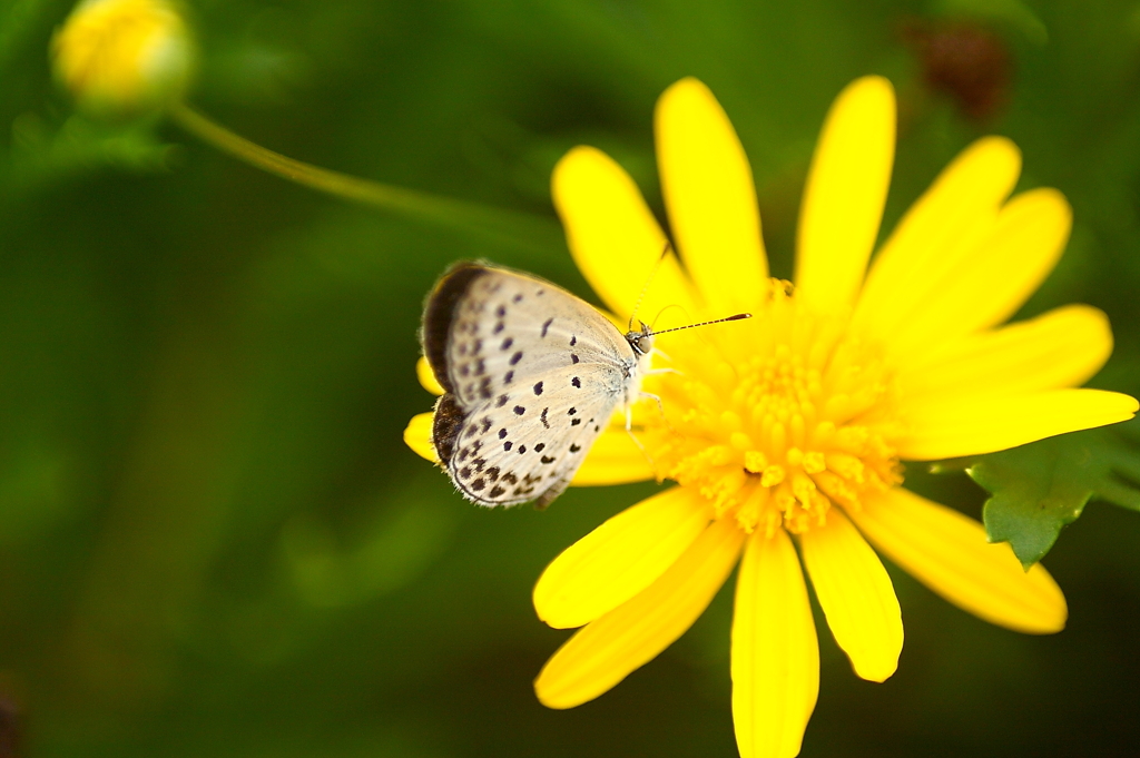 黄色い花のシジミ蝶