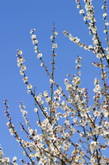 梅の花