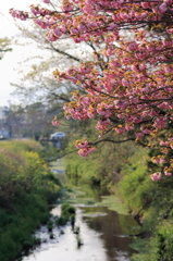 川裏の八重