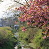 川裏の八重