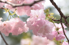 八重桜