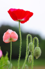 蕾と花