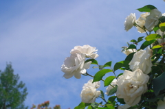 初夏の白いバラ