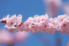 桜色の梅