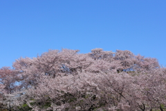 桜満開