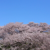 桜満開