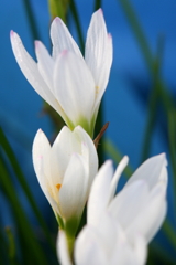 白い花