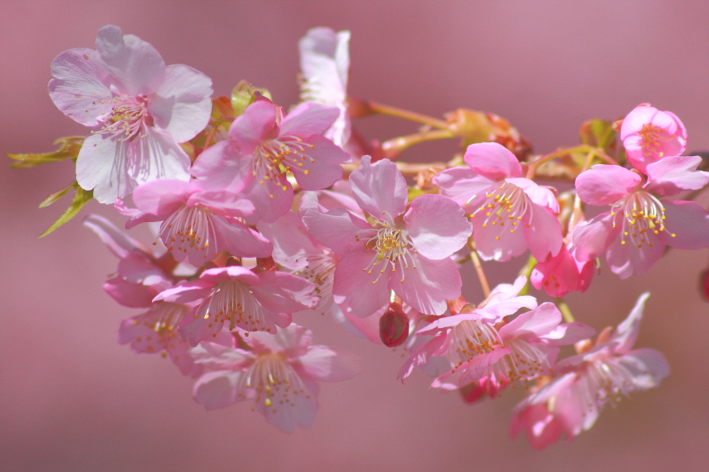 河津桜