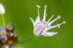 ノビルの花