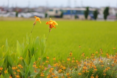 バス車庫裏のカンナ