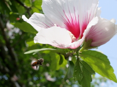 ムクゲと蜂