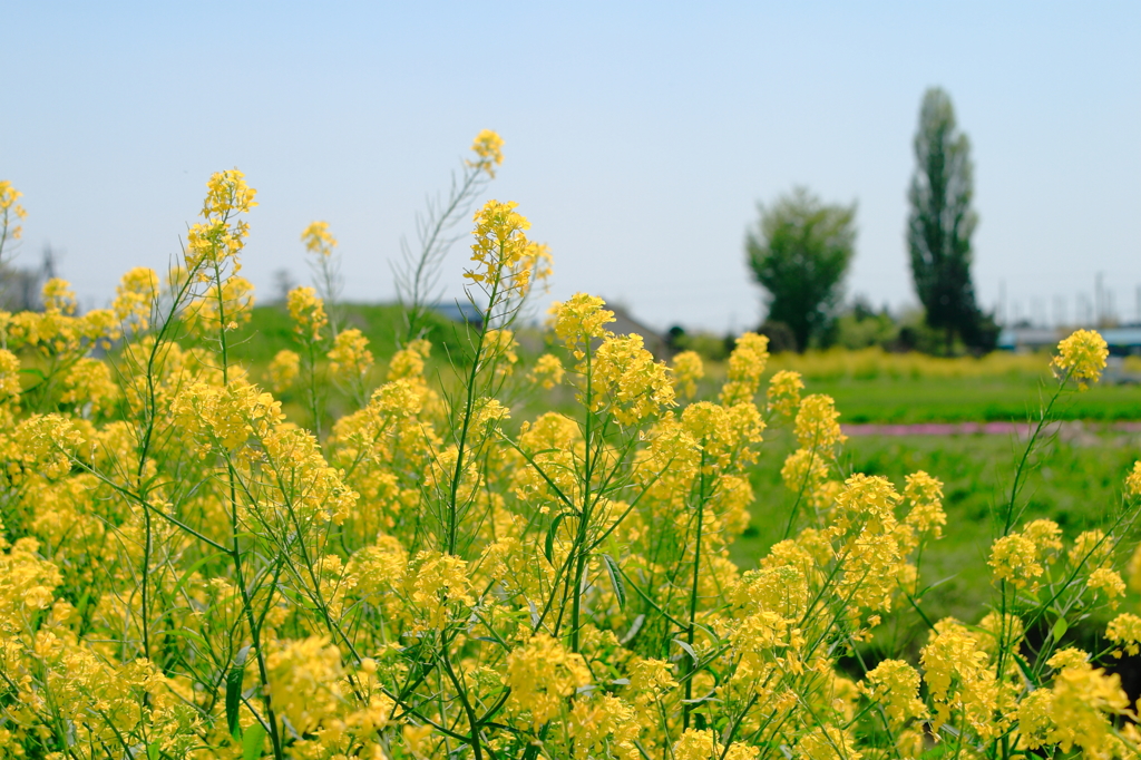 菜の花のある風景