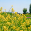 菜の花のある風景
