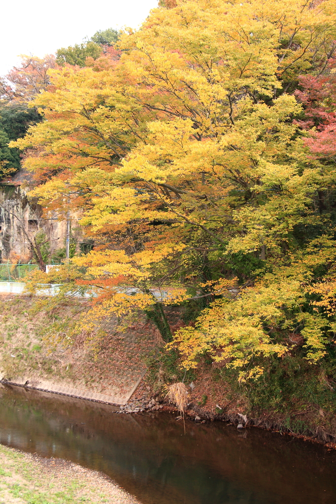 川縁の欅