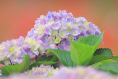 梅雨待つ紫陽花