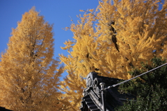 お宮のイチョウ