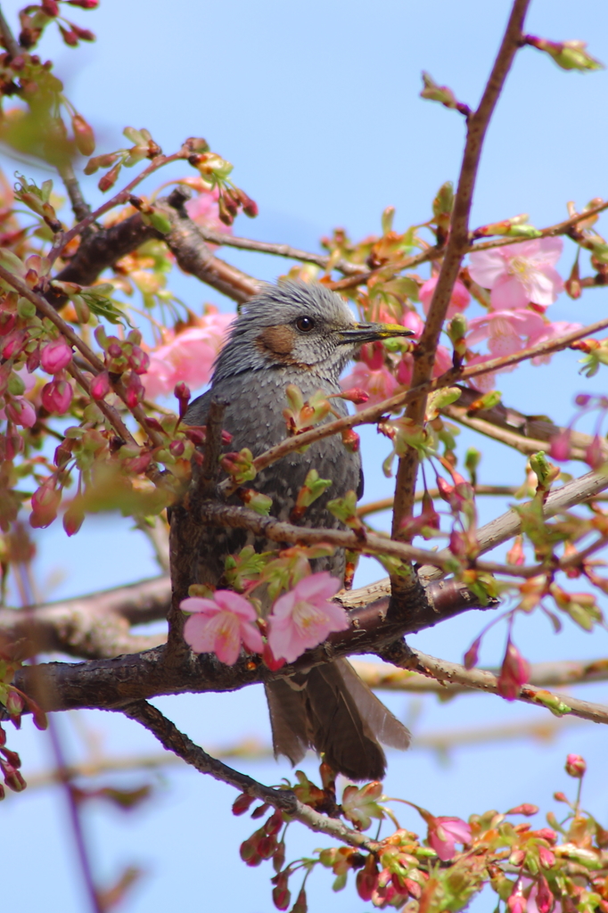 花粉に染まるくちばし