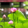 朱の池橋と蓮