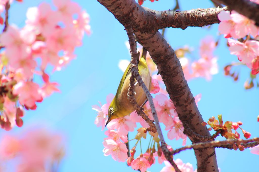 さかさから