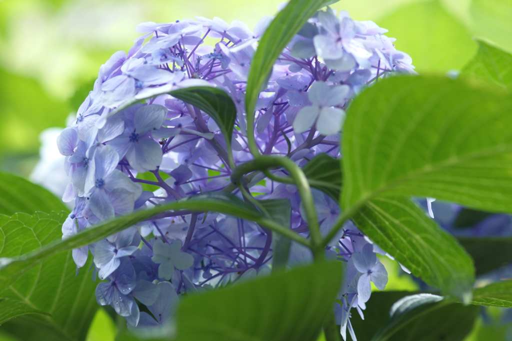 うらから紫陽花