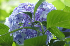 うらから紫陽花