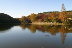 秋の池の風景