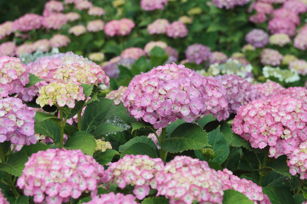 紫陽花