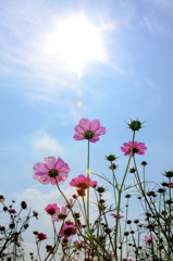 花に光あれ
