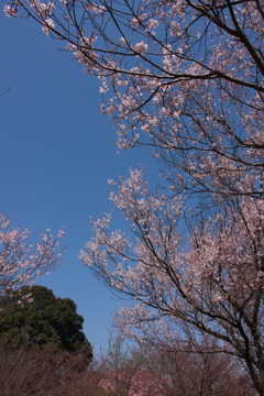 空と桜と