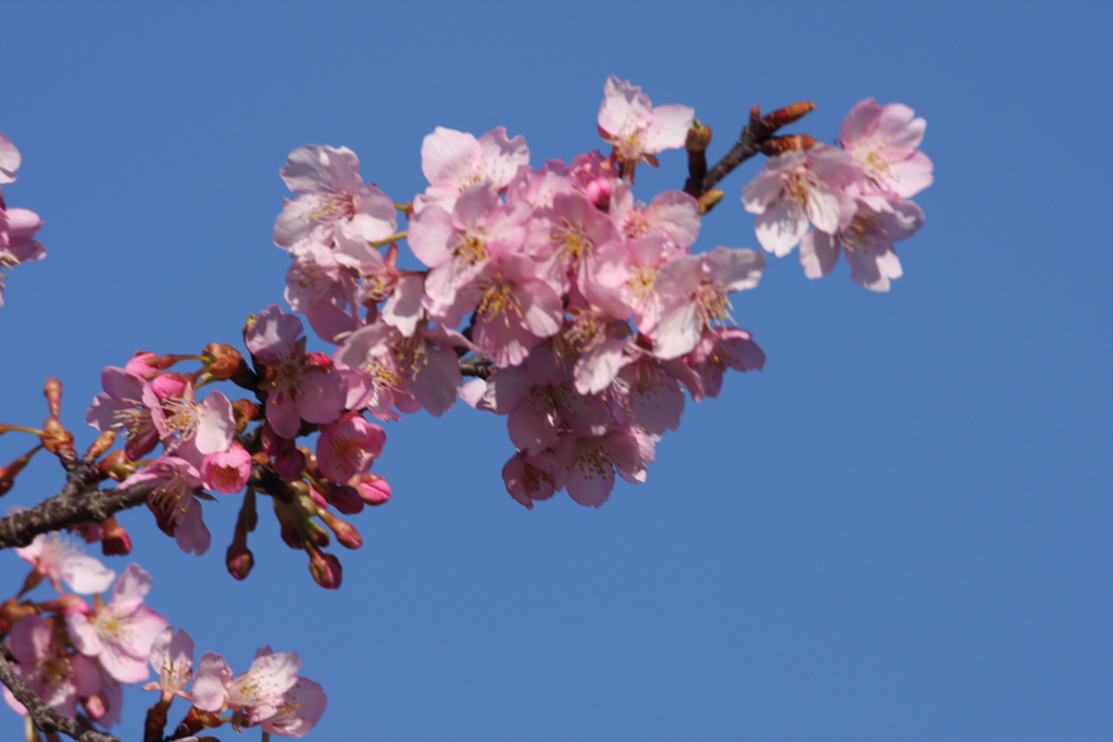 空と早桜