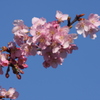 空と早桜