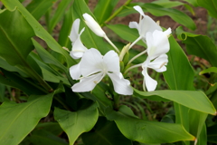 ミョウガの花