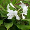 ミョウガの花