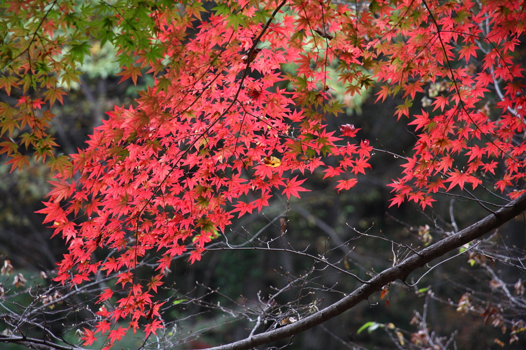 紅く