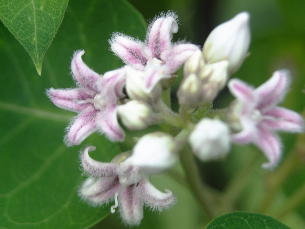 綿毛の小さな花
