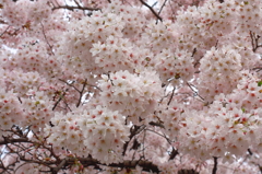 桜の花房