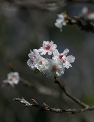 子福桜