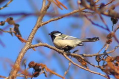 シジュウカラ