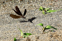 川砂の羽黒蜻蛉
