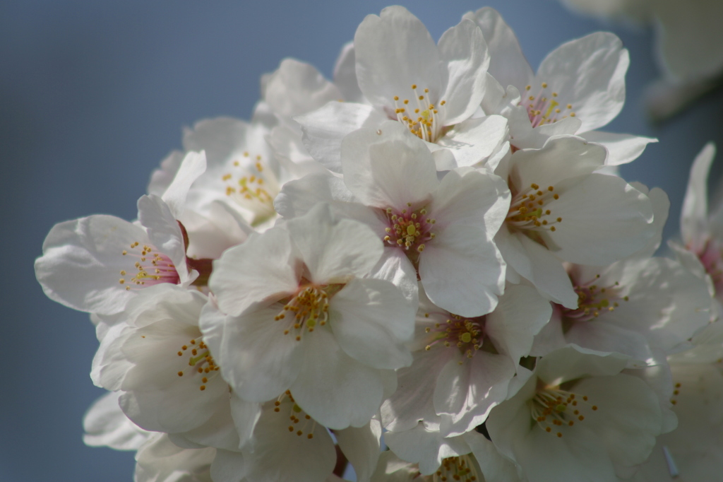桜満開
