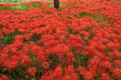 曼珠沙華絨毯